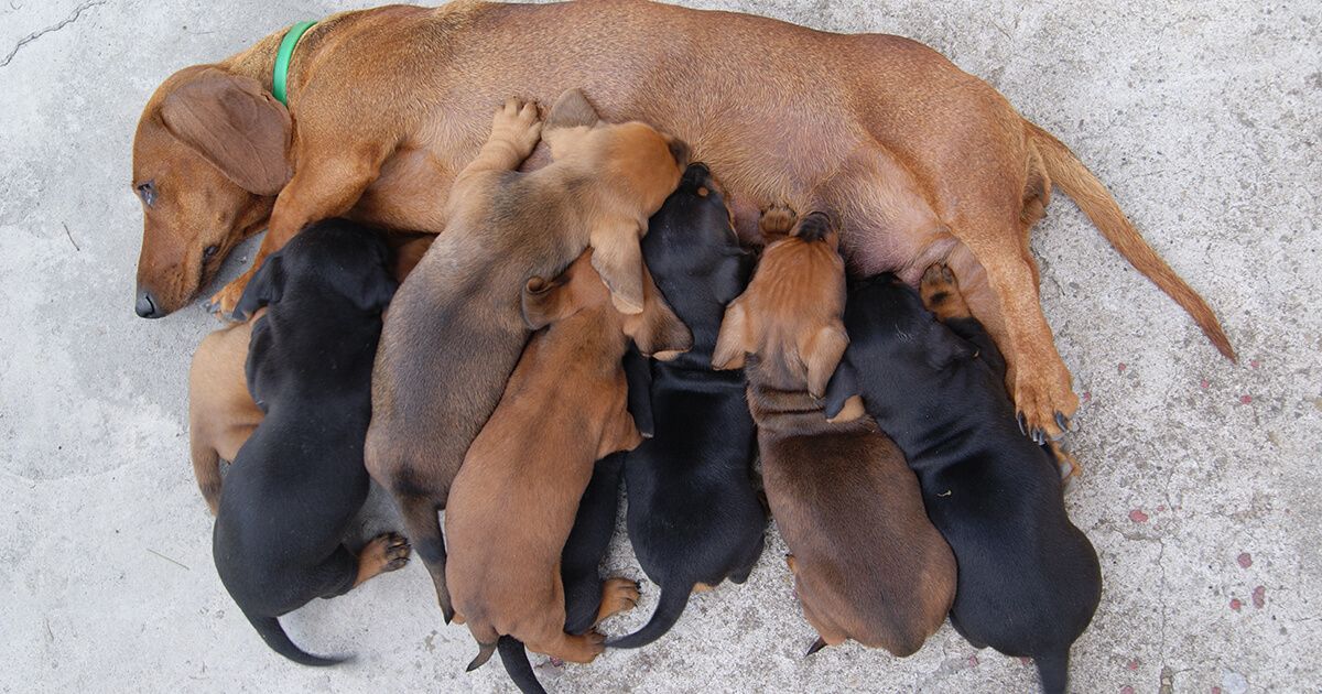 lying down feeding is a sign of relaxation from the mother dog